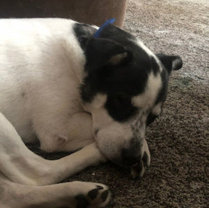 Meet your Posher, Archie